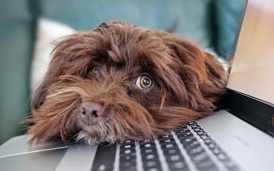 Are you an Expander or a Container in business?